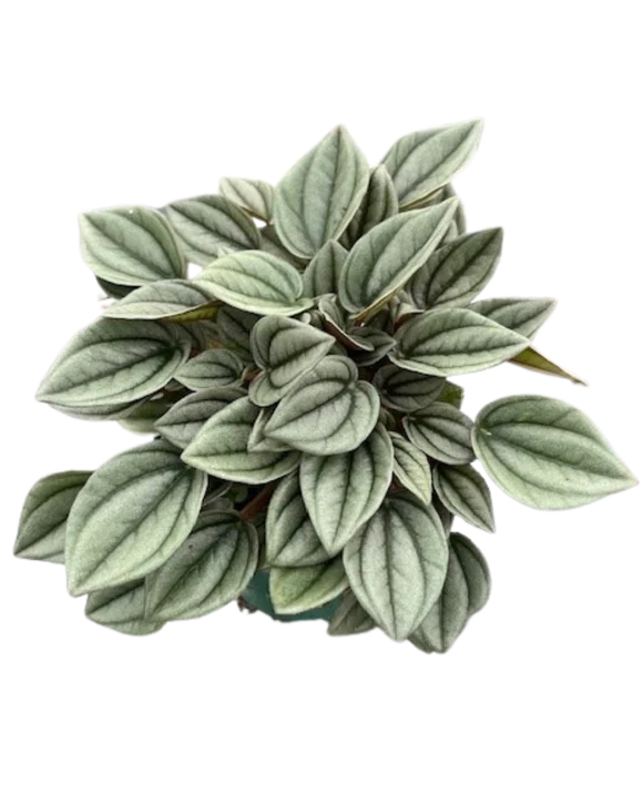 Peperomia Napoli Nights