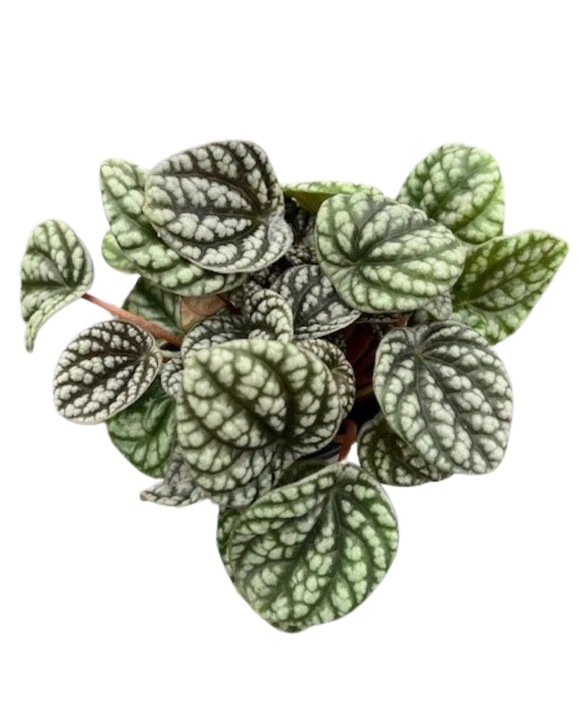 Peperomia Burbella