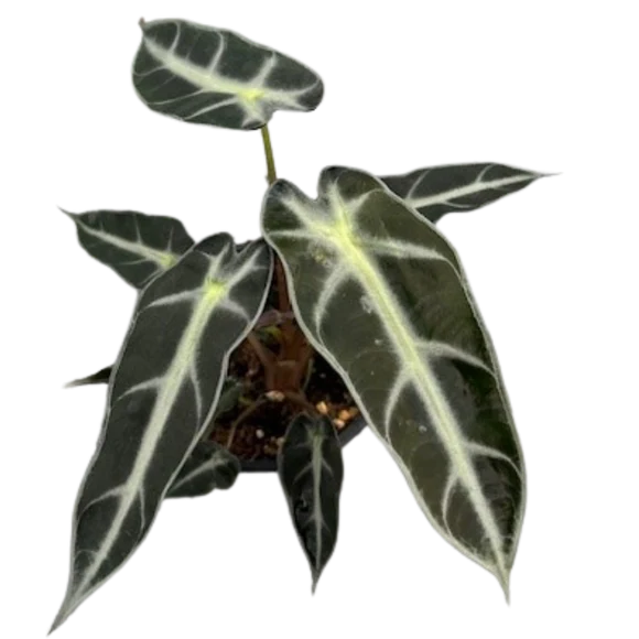 Alocasia Bambino