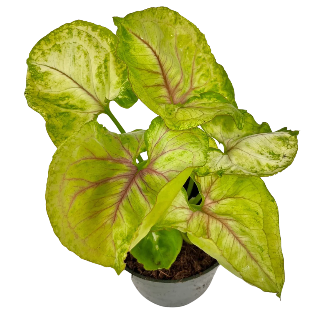 4" Syngonium Kiwi Delight