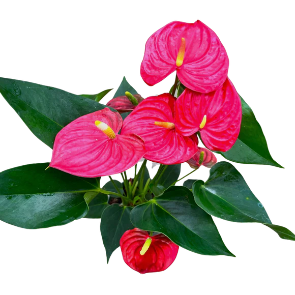 Anthurium Red