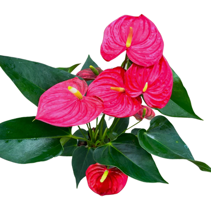 Anthurium Red