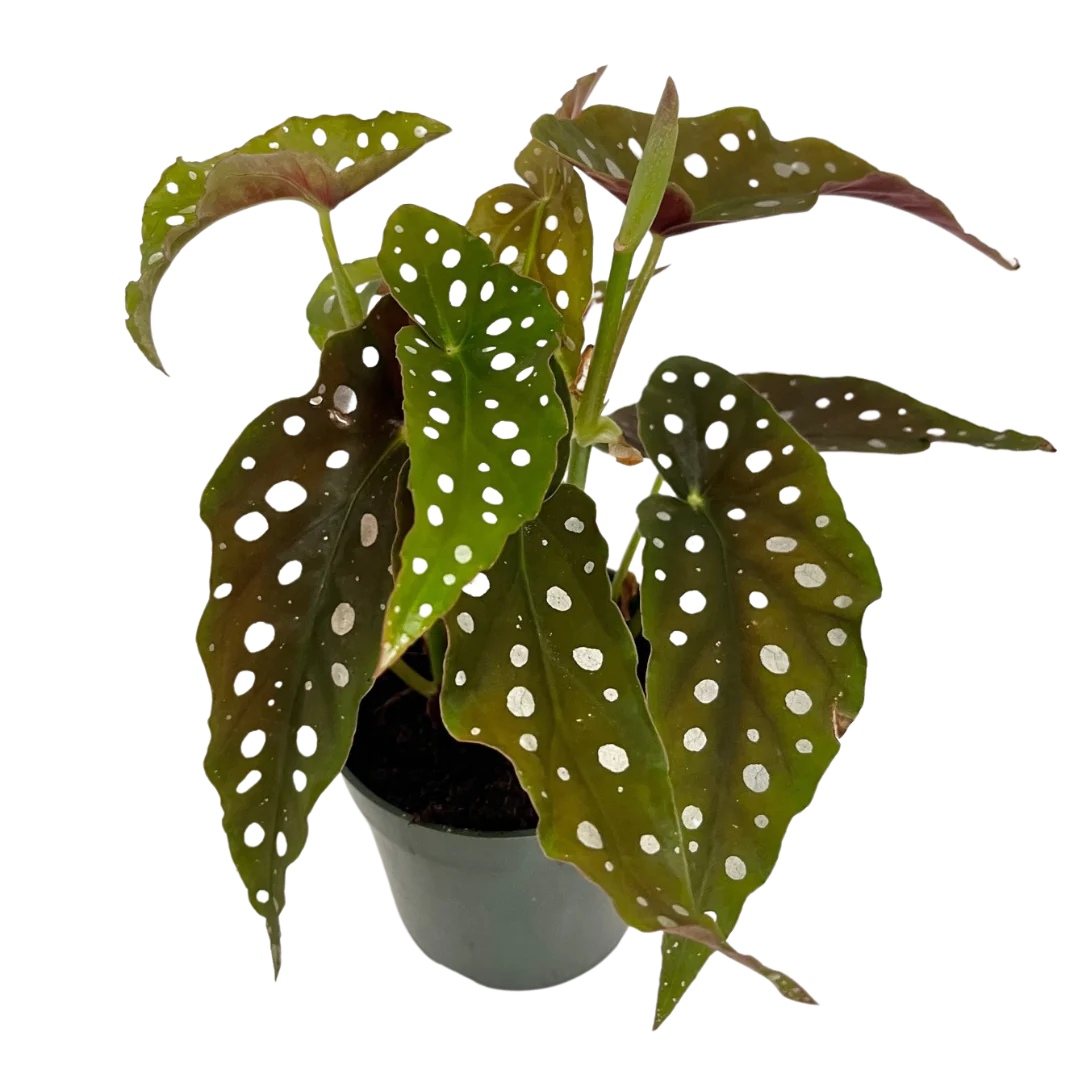 Begonia Maculata