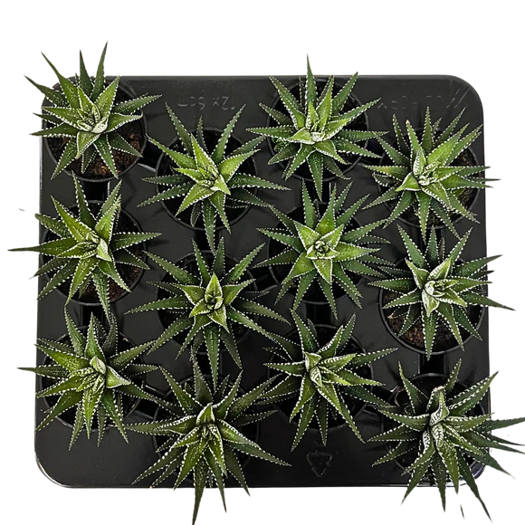 Succulents Zebra Hawarthia 2.5"