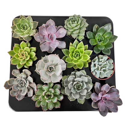 Echeveria 2.5"