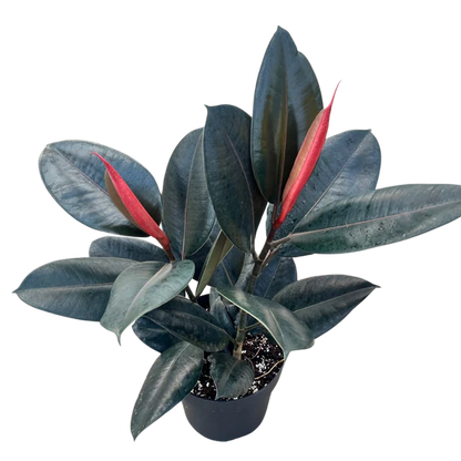 Ficus Burgundy