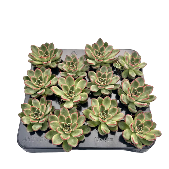 Echeveria 2.5"