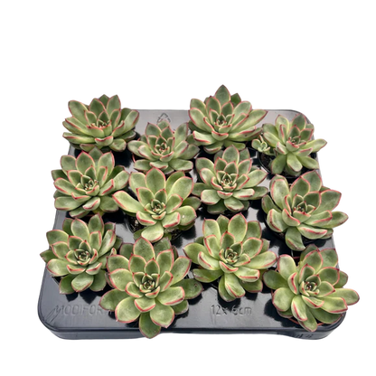 Echeveria 2.5"