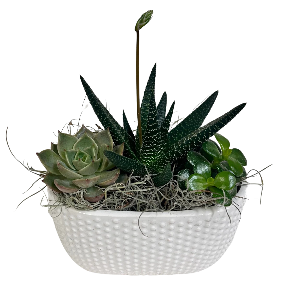 Dotted Oval Succulent Planter