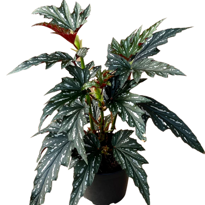 Begonia Silver Mist