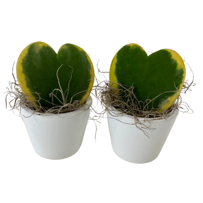 2.5&quot; Hoya Karla Succulent Heart