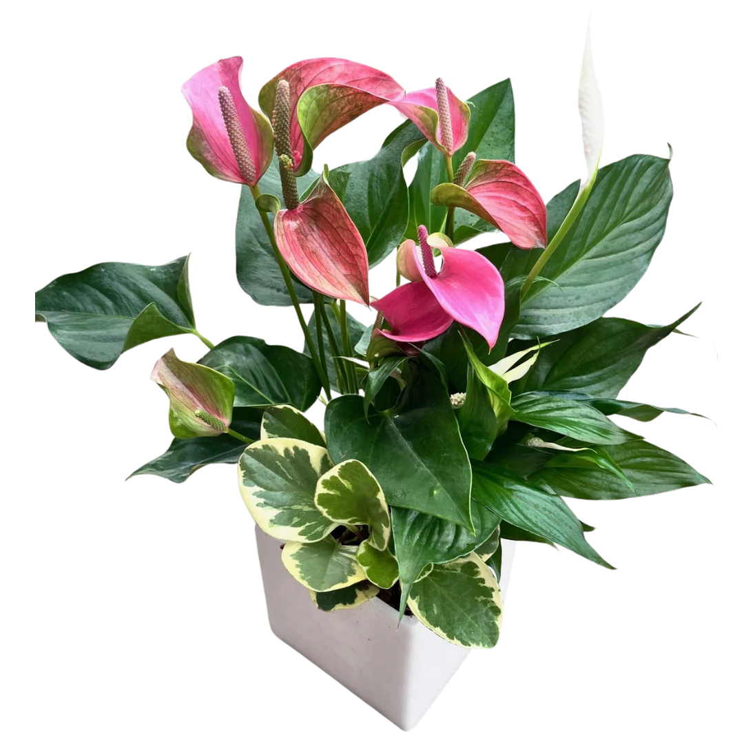 Large Square Anthurium Mix