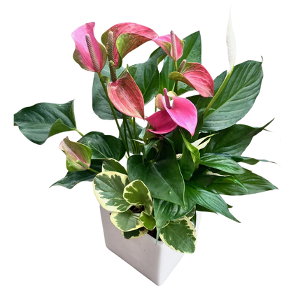 Large Square Anthurium Mix