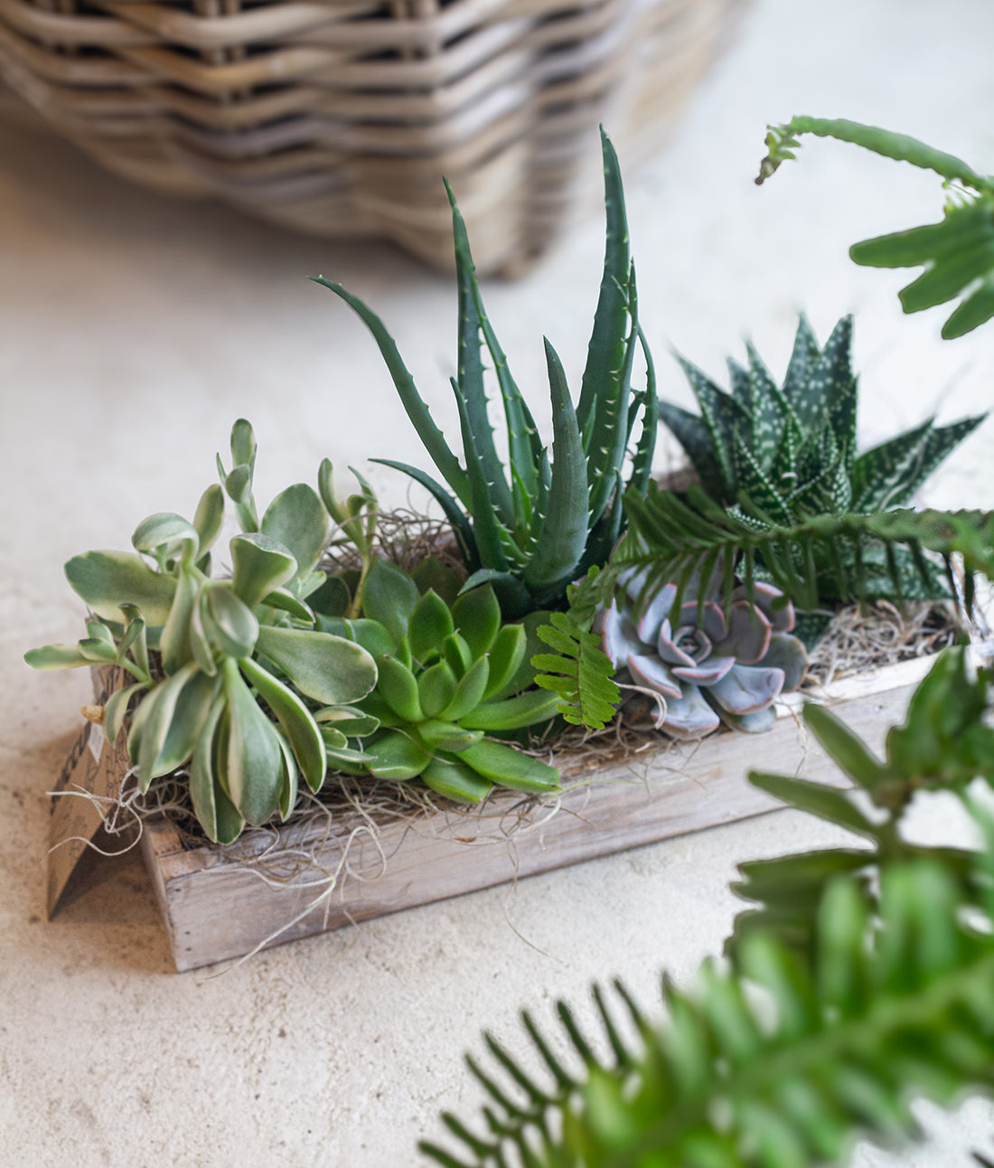 White Wash Succulent Rectangle Box (medium)