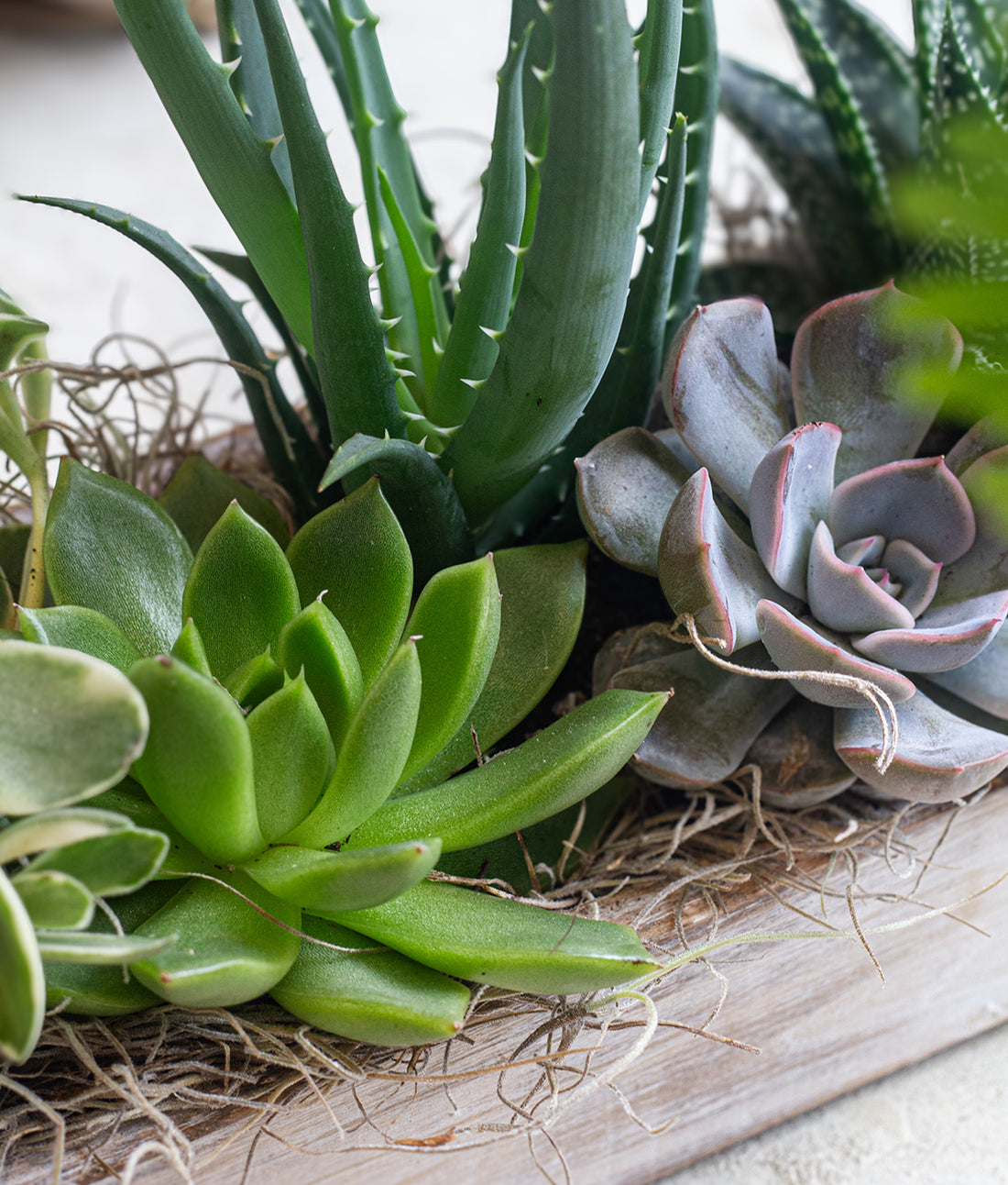 White Wash Succulent Rectangle Box (medium)