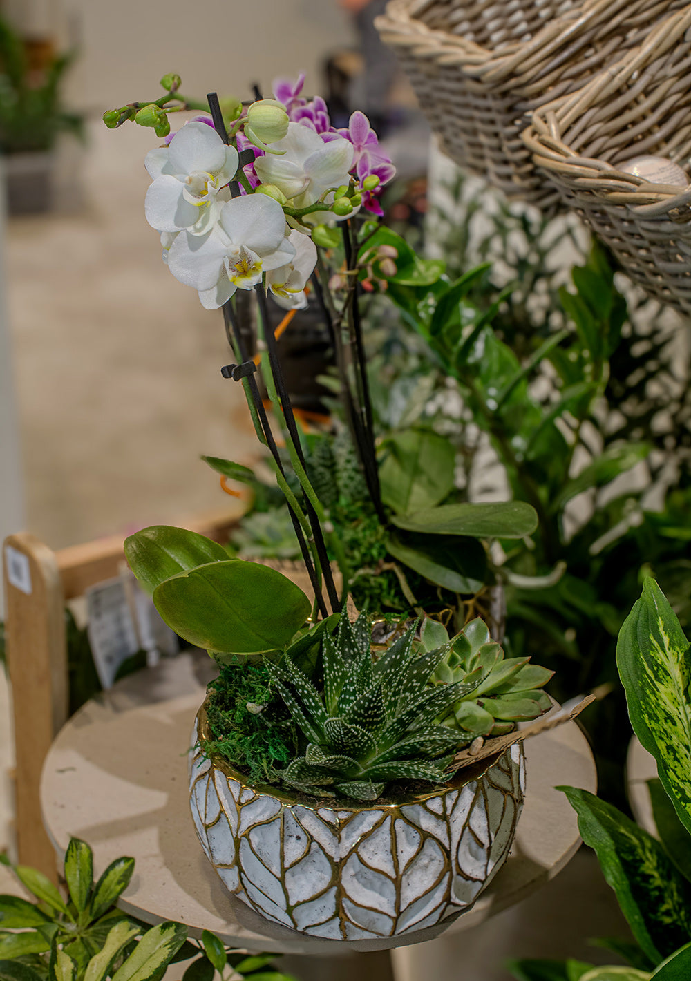White Gold Leaf Orchid &amp; Succulent planter