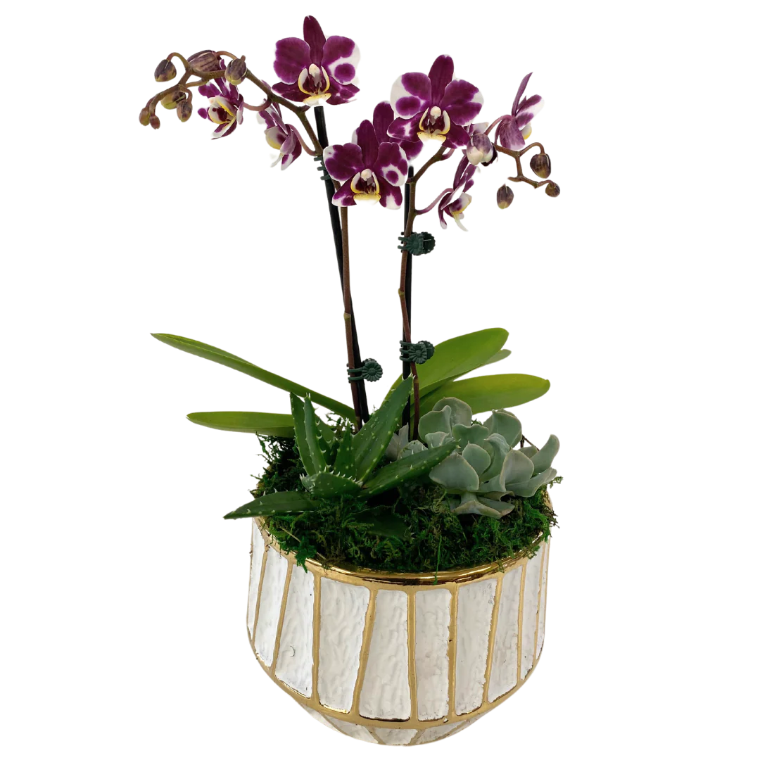 White Gold Strip Orchid and Succulent planter