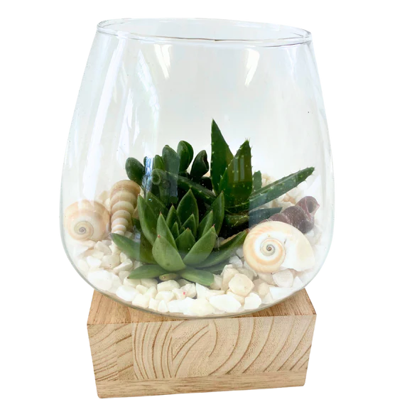 Wood Base Shell Succulent Terrarium - Conical