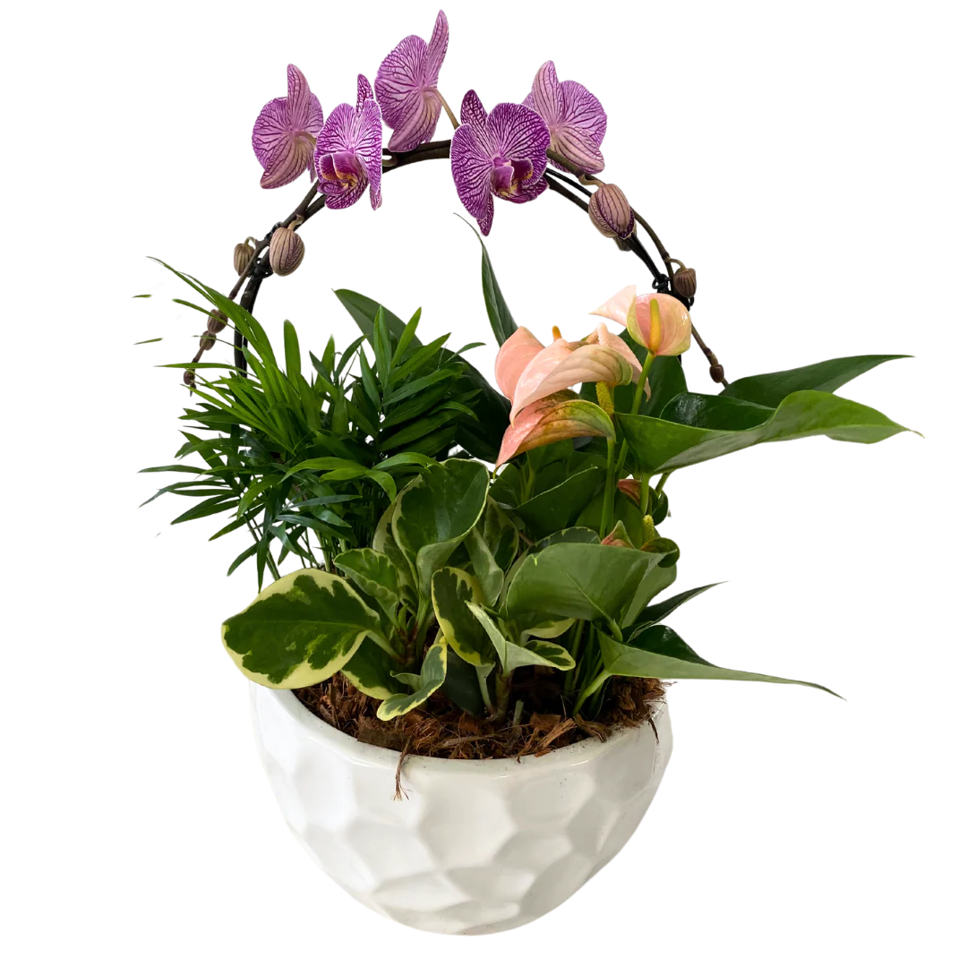 XL Infinity Orchid Planter