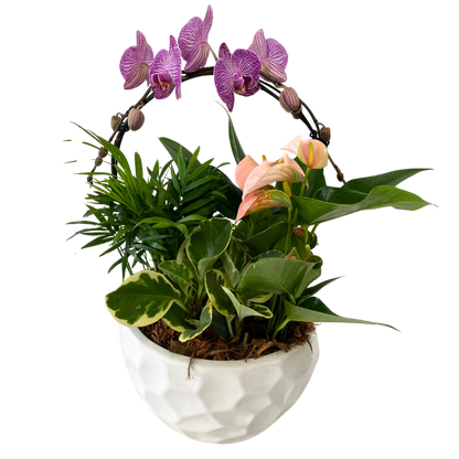 XL Luna Orchid Planter