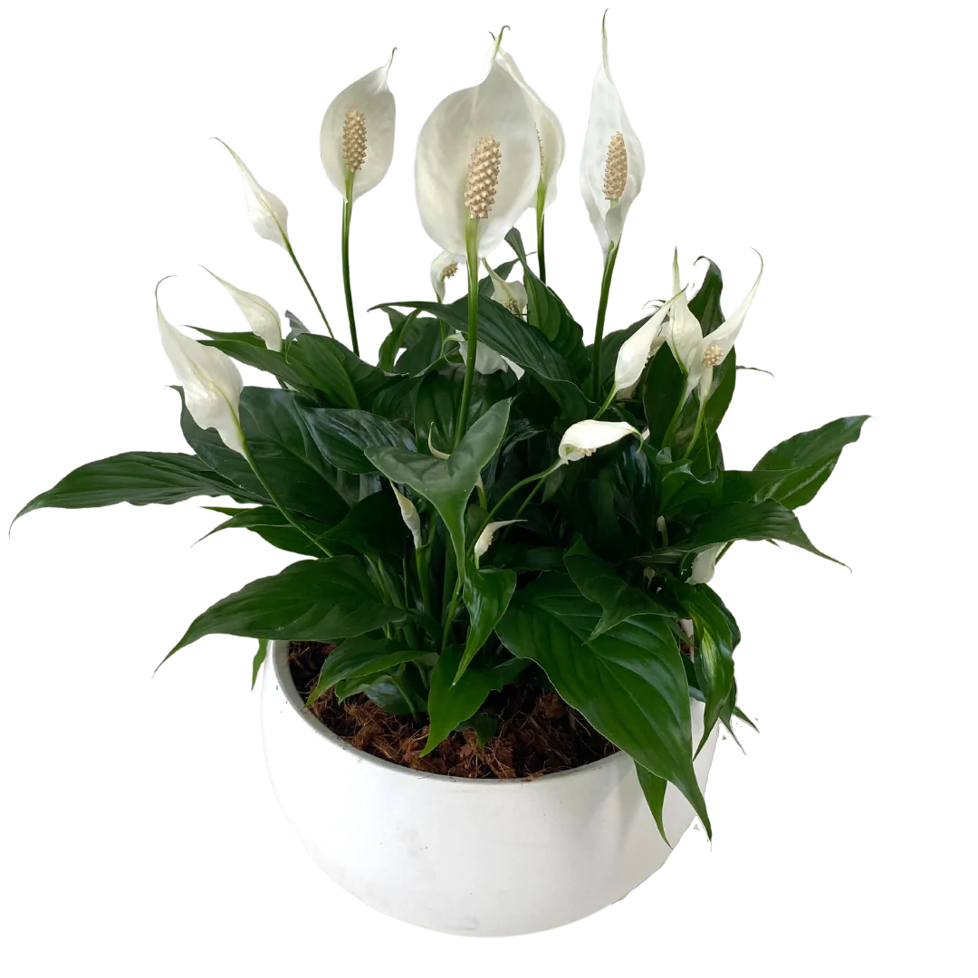 XL Peace lily bowl