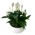 XL Peace lily bowl