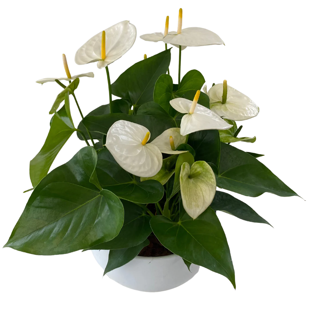 XL White Anthurium Bowl