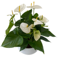 XL White Anthurium Bowl