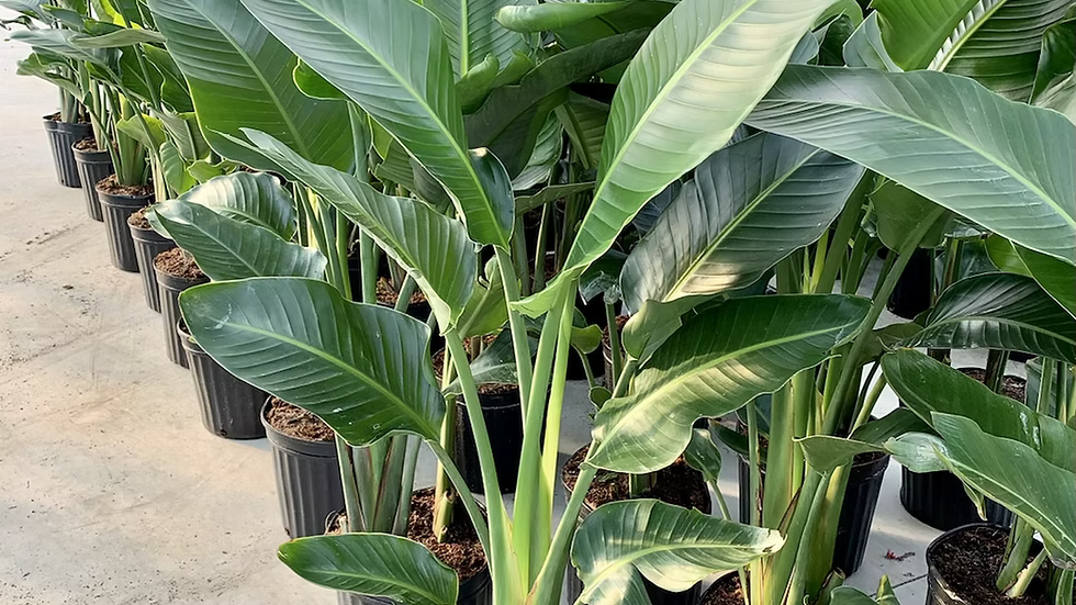 White Bird of Paradise