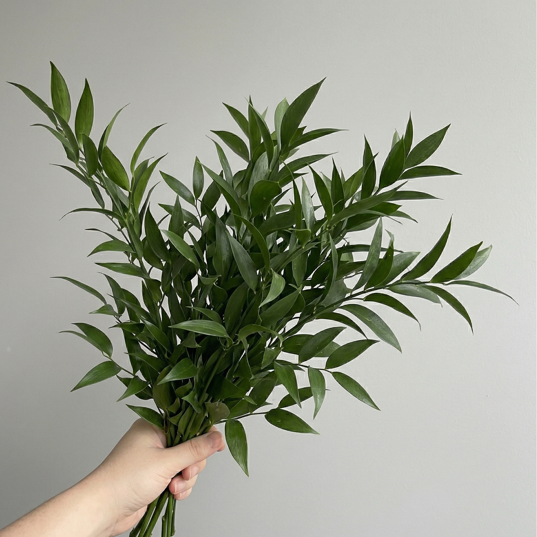 Italian Ruscus - Bulk Unconditioned Greenery