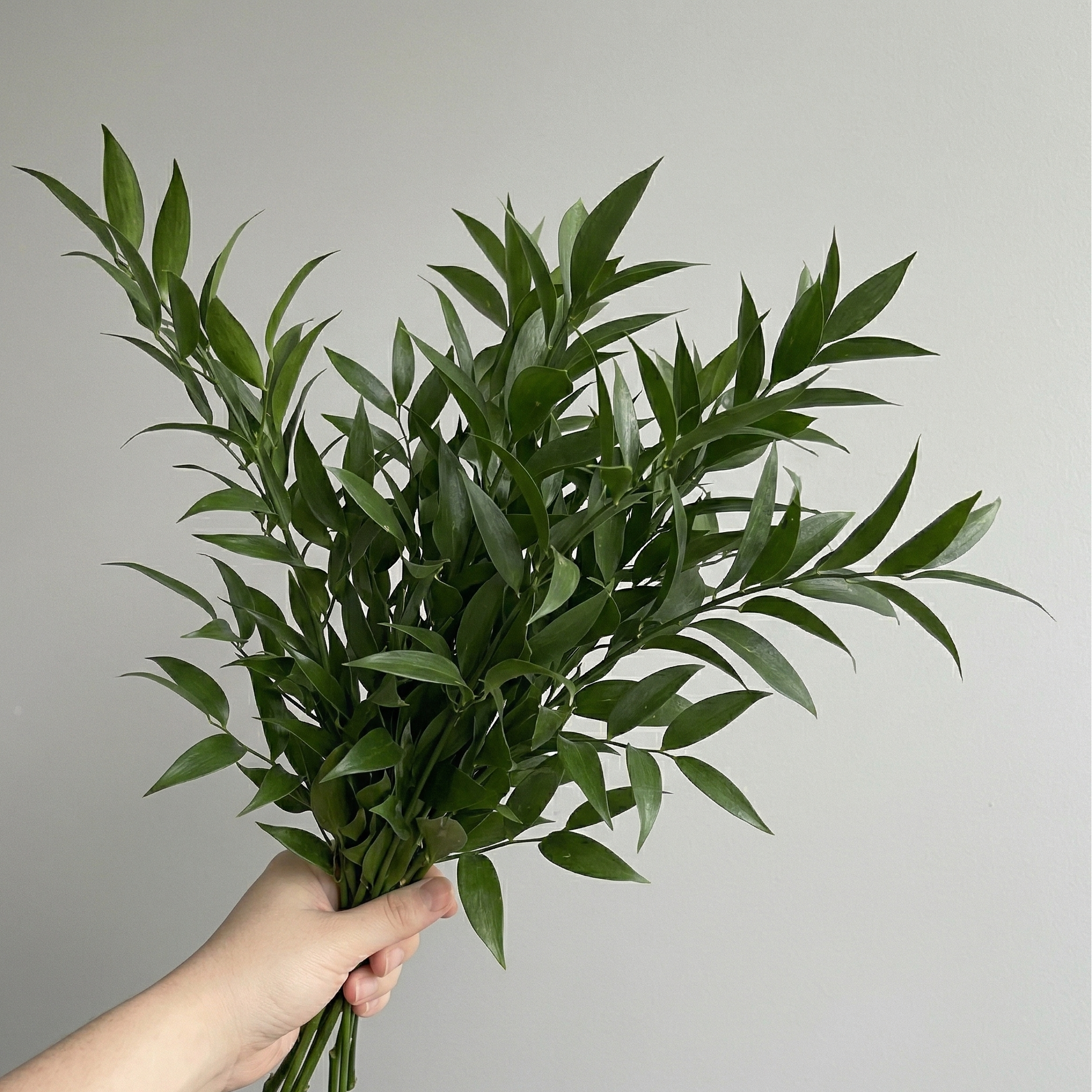 Italian Ruscus - Bulk Unconditioned Greenery