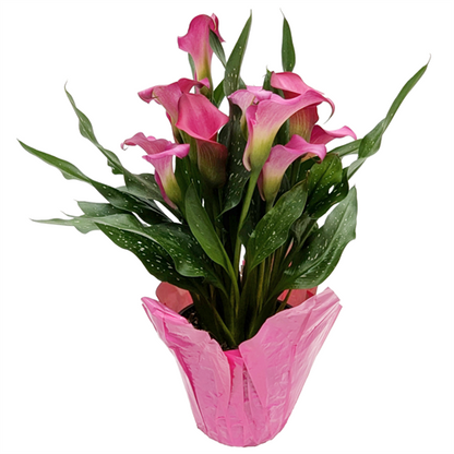 Calla Lily 6"