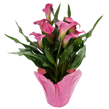 6" Calla Lily