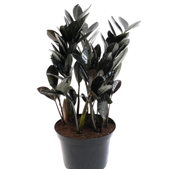 6" Black ZZ Plant (Raven)