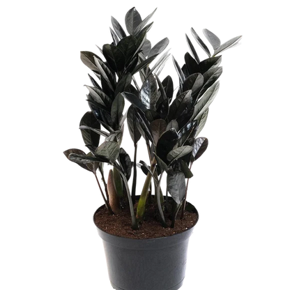 6&quot; Black ZZ Plant (Raven)