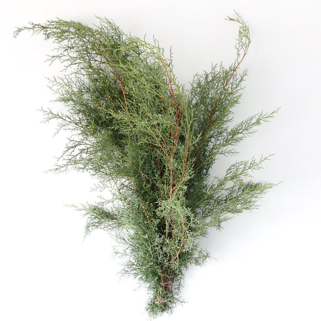 Carolina sapphire bunch