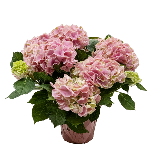6.5-inch Hydrangea Multi-Bloom
