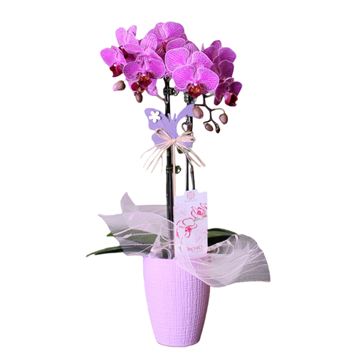 3.5" 2 Spike Heart Shaped Orchid Mother&
