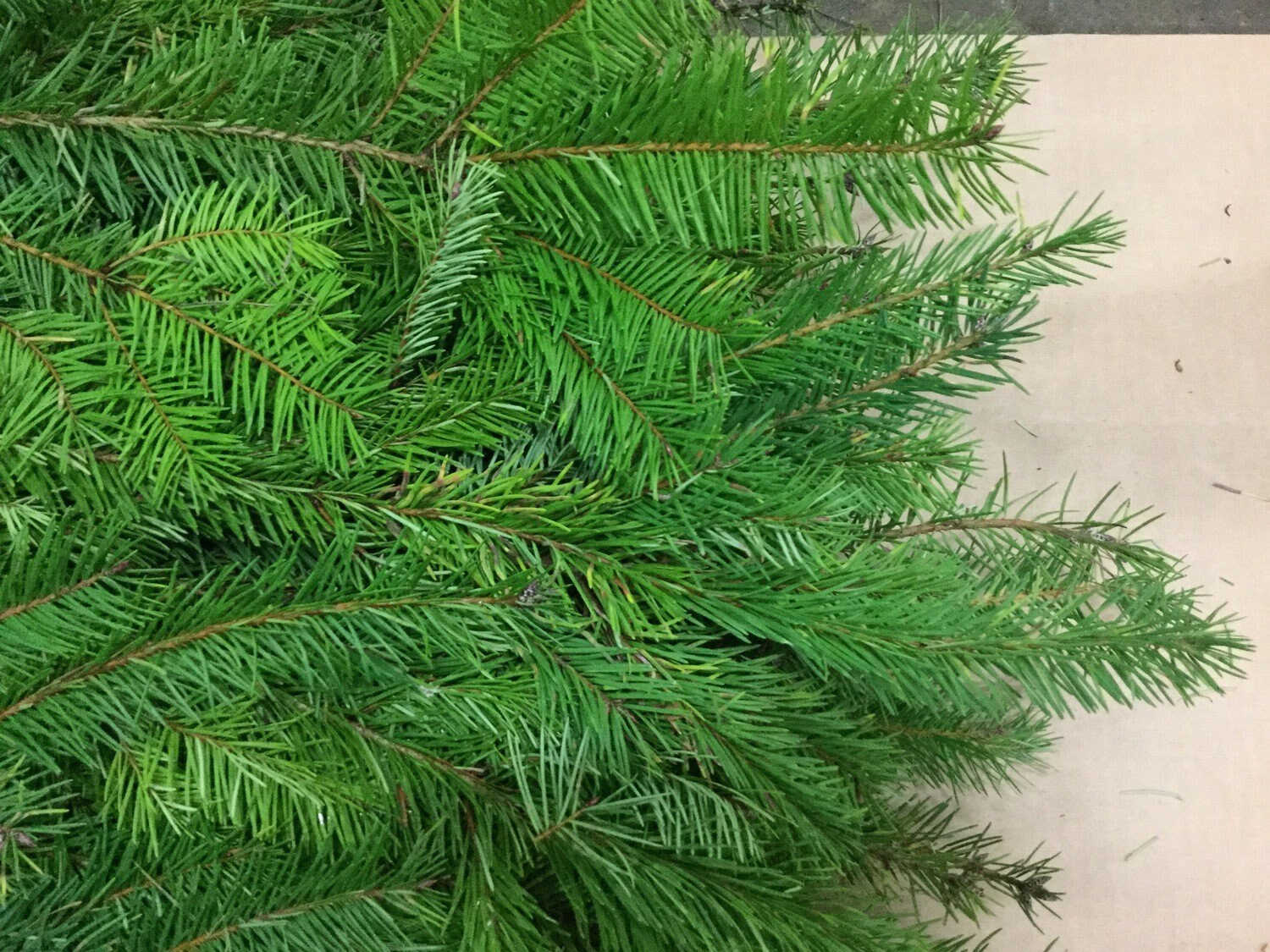 Douglas fir bunch
