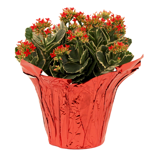 Kalanchoe flowering Plant