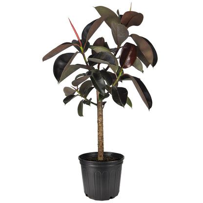 Ficus Burgundy Arbre-Tree(8&quot;)