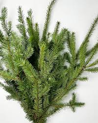 Douglas fir bunch
