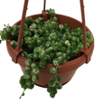 String of Pearl (Variegated)
