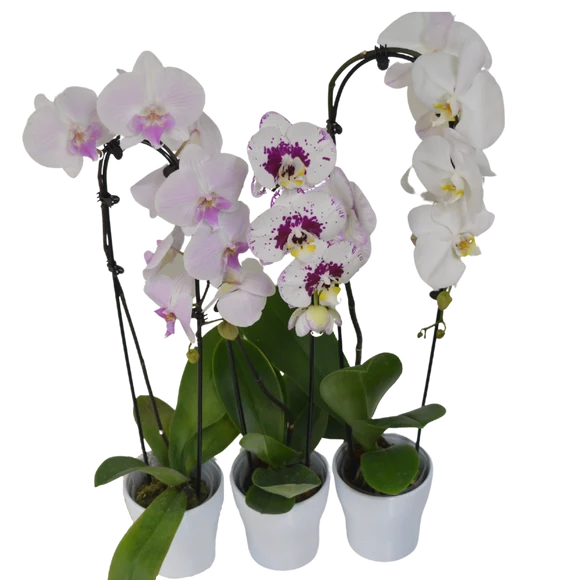 5" Cascading Single Spike Orchid in Ceramic