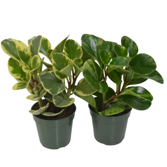 Assorted Peperomia - Per Case