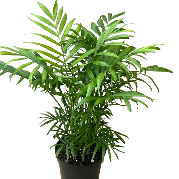 Neantha Bella Palm (4&quot;, 6&quot;)