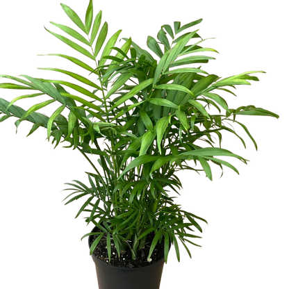 Neantha Bella Palm (4&quot;, 6&quot;)