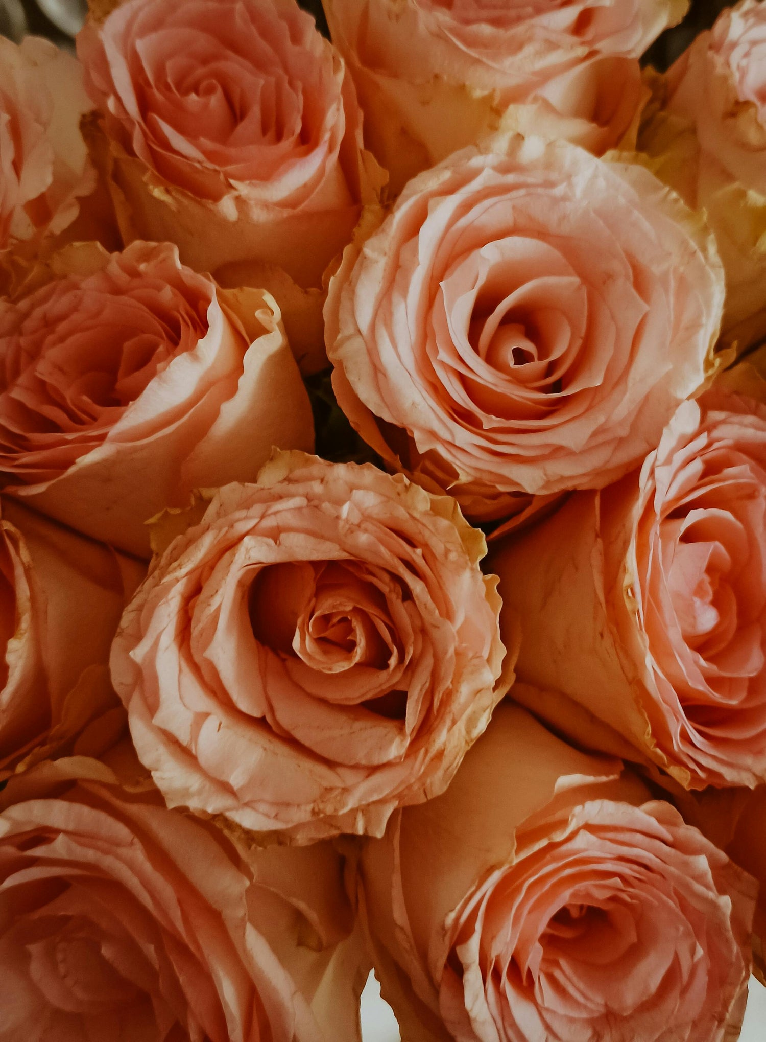 Peach Roses