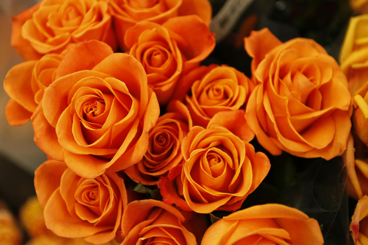 Orange Roses