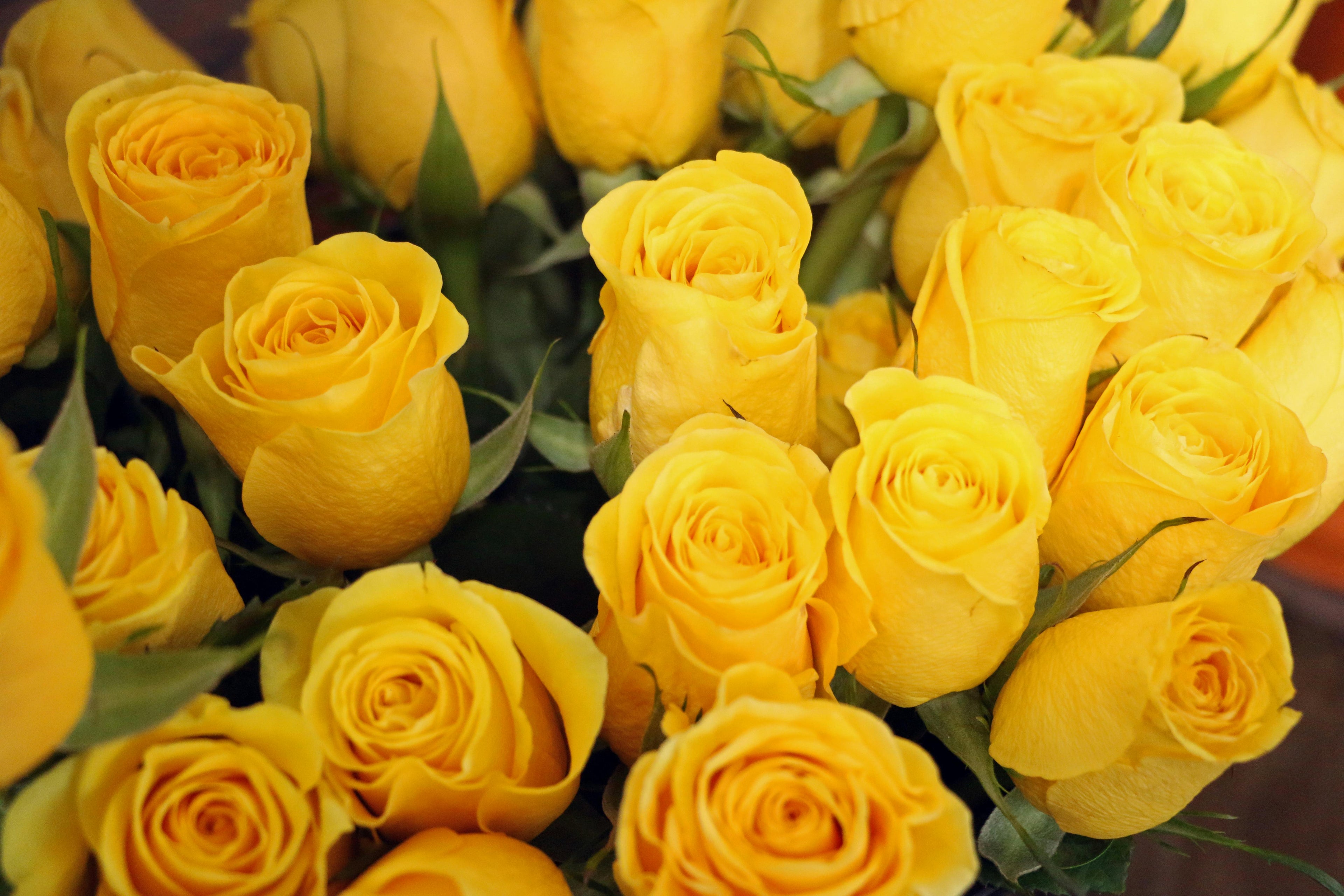 Yellow Roses